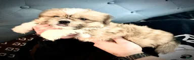 Peke-Tzu Pup 2