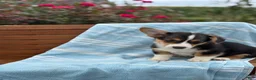 Welsh Corgi Pembroke dogs for sale: Jett - Ad 7
