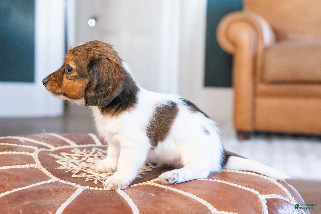Miniature Dachshund dogs for sale: Schnitzelina von Dramapaws - Ad 7