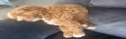 Mini Goldendoodle dogs for sale: CoCo - Ad 2