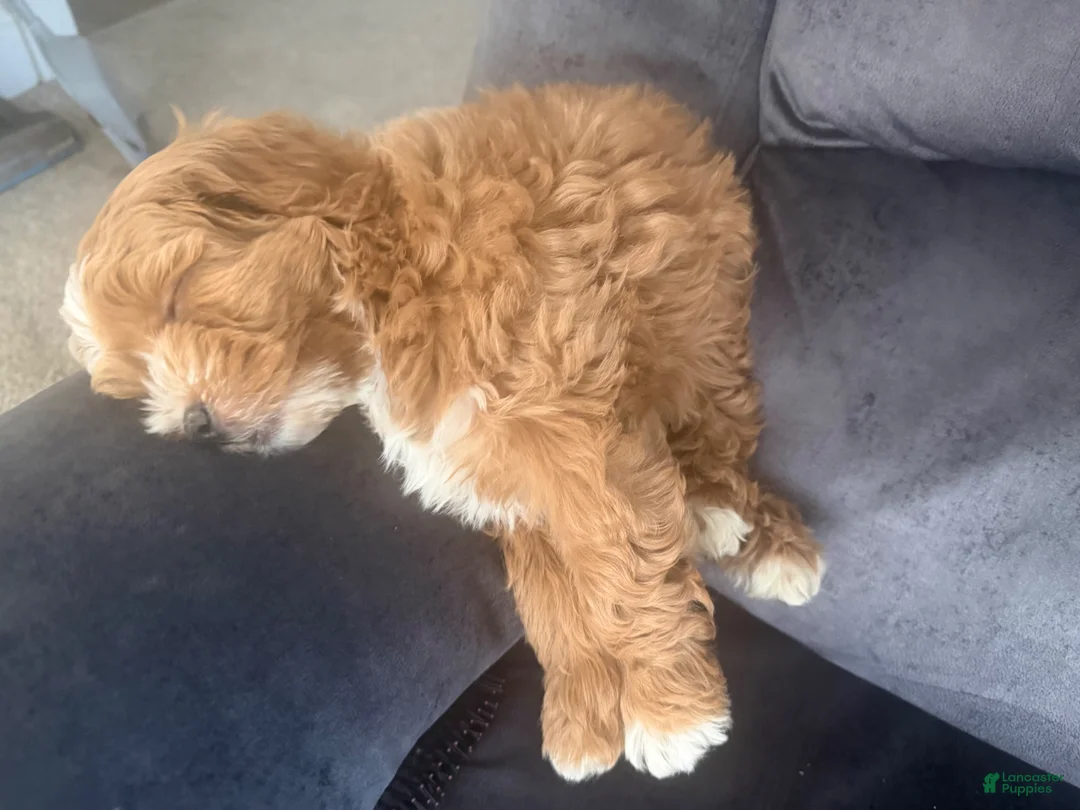 Mini Goldendoodle dogs for sale: CoCo - Ad 2