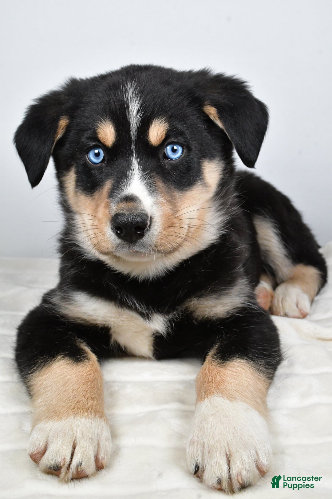 Mixed Breed dogs for sale: Diesel - Ad 5