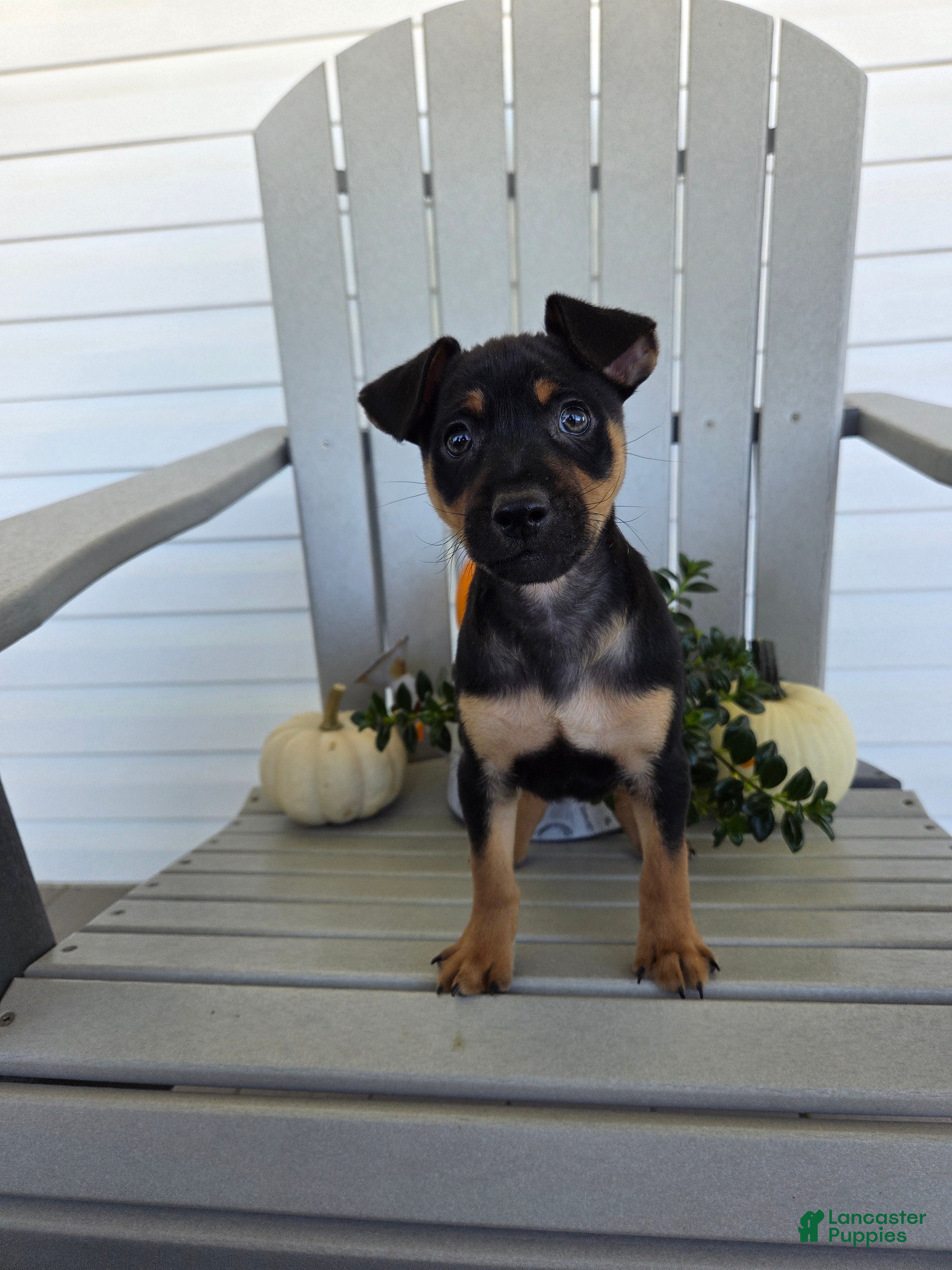 Miniature Pinscher dogs Dexter - Ad 2