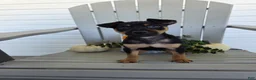 Miniature Pinscher dogs for sale: Dexter - Ad 2