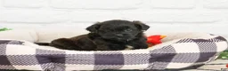 Shihpoo dogs for sale: Harry  - Ad 2