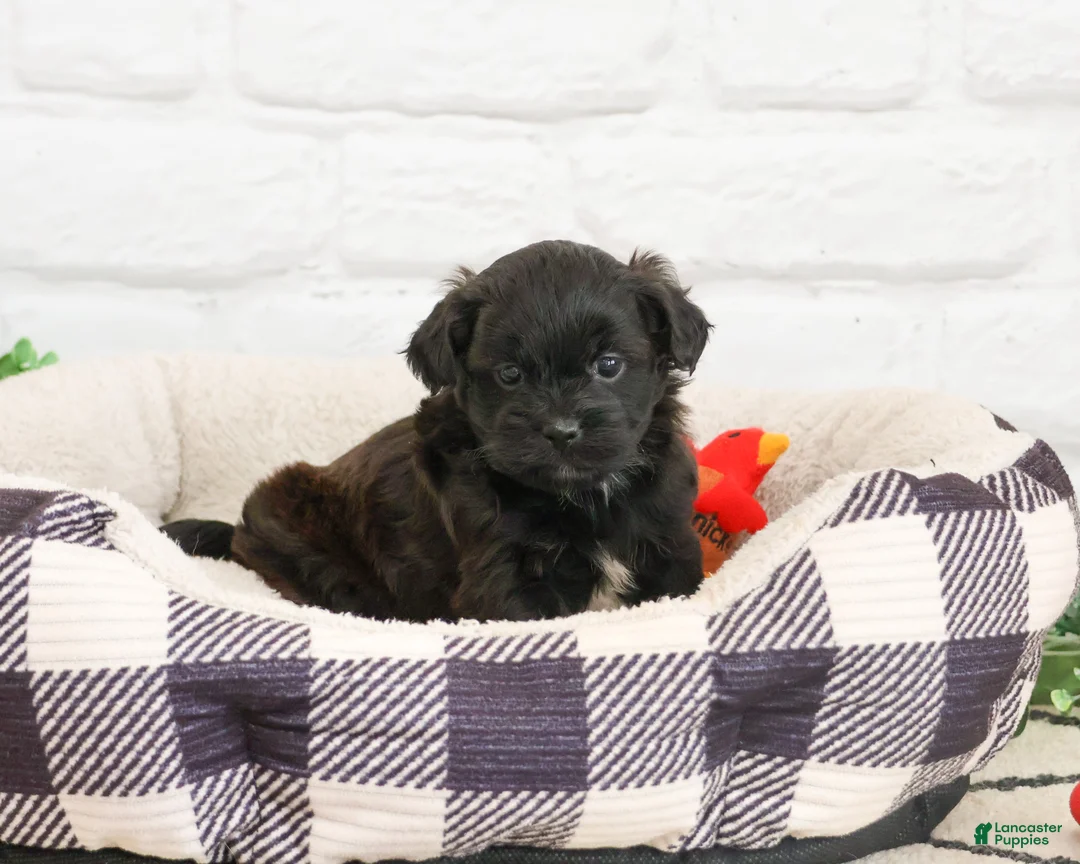 Shihpoo dogs for sale: Harry  - Ad 2