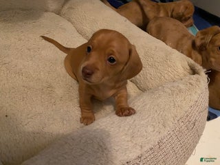 Miniature Dachshund dogs Sandy Strawberry blonde dachshund - Ad 1