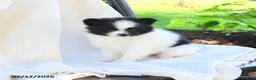 Pomeranian dogs for sale: Willow  - Ad 3