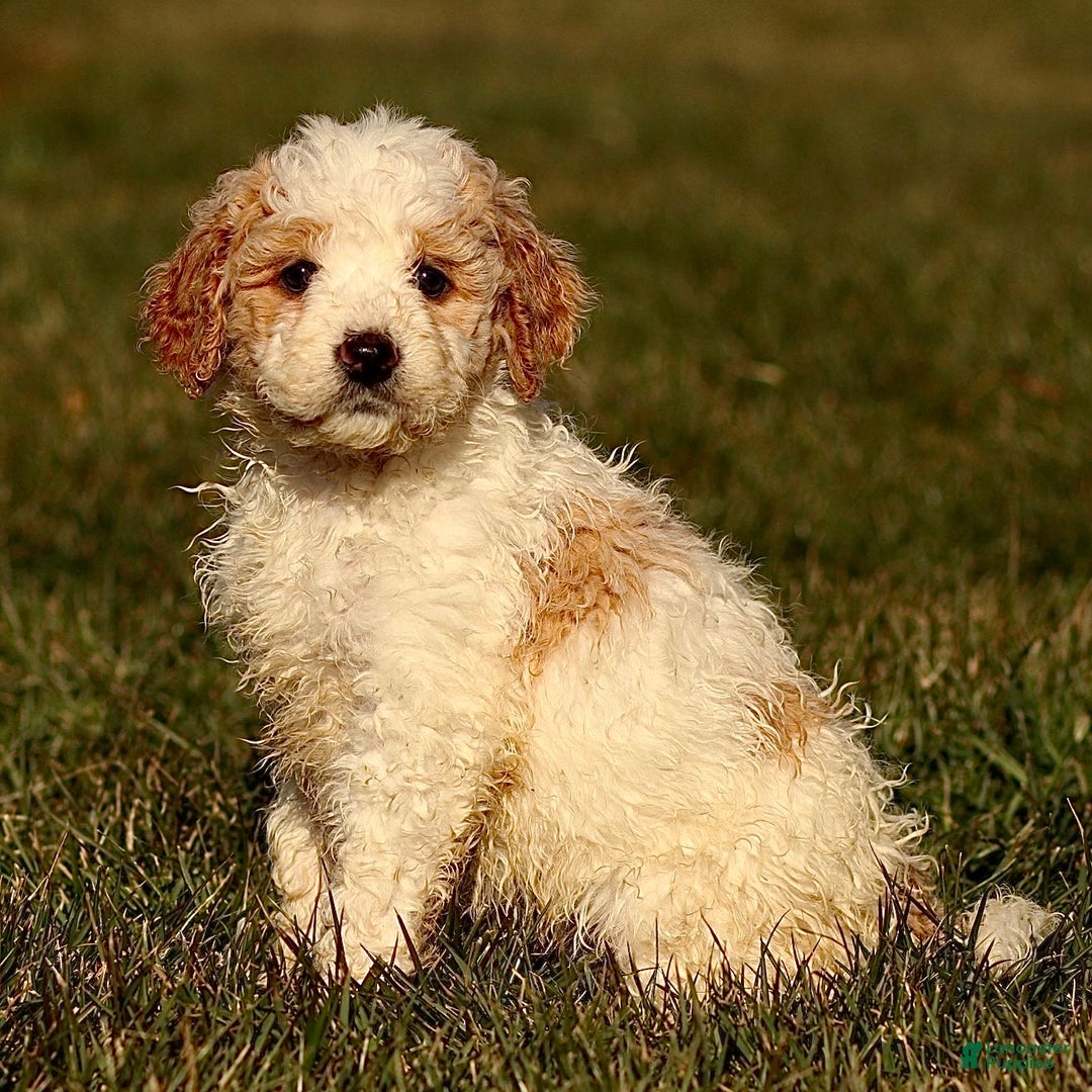 Mini Bernedoodle dogs for sale: Honey - Ad 1