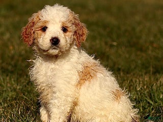 Mini Bernedoodle dogs Honey - Ad 17