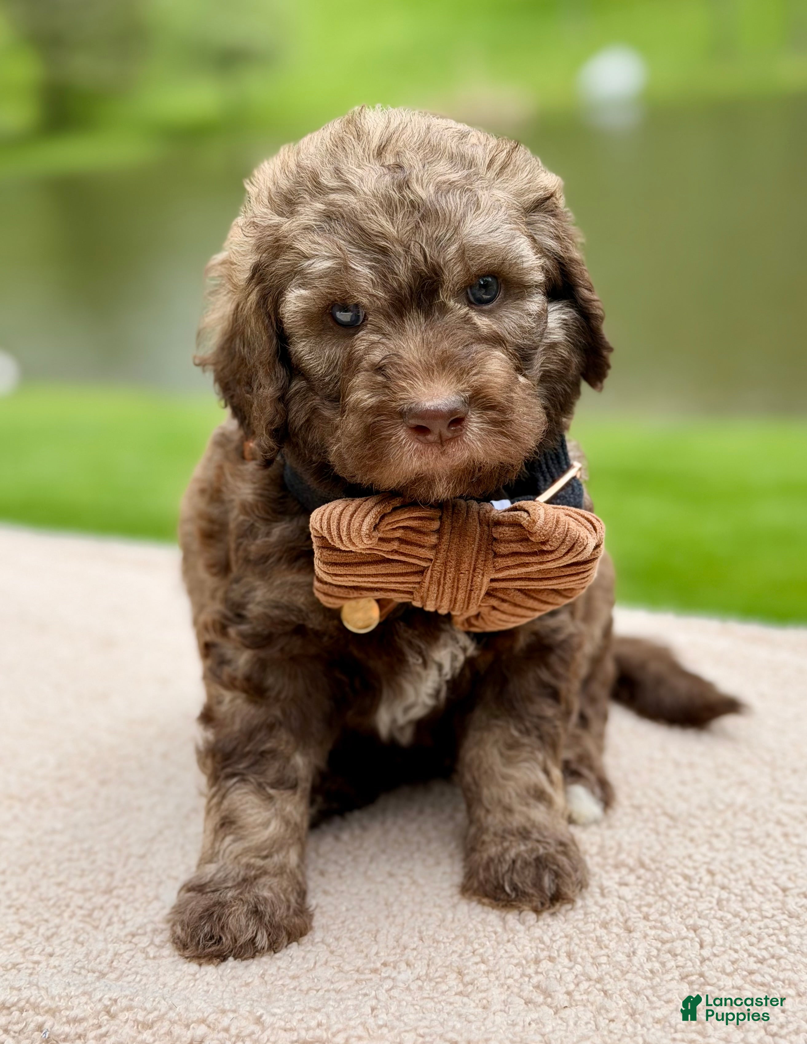 Goldendoodle dogs Forrest  - Ad 1