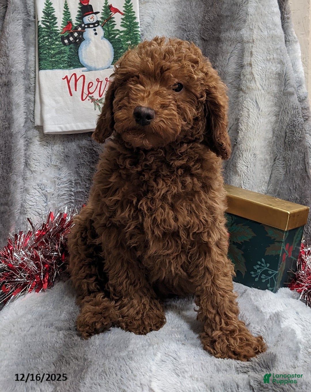 Miniature Poodle dogs for sale: Jingles - Ad 2