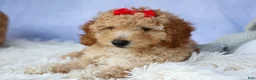 Miniature Poodle dogs for sale: WAYLON - Ad 3