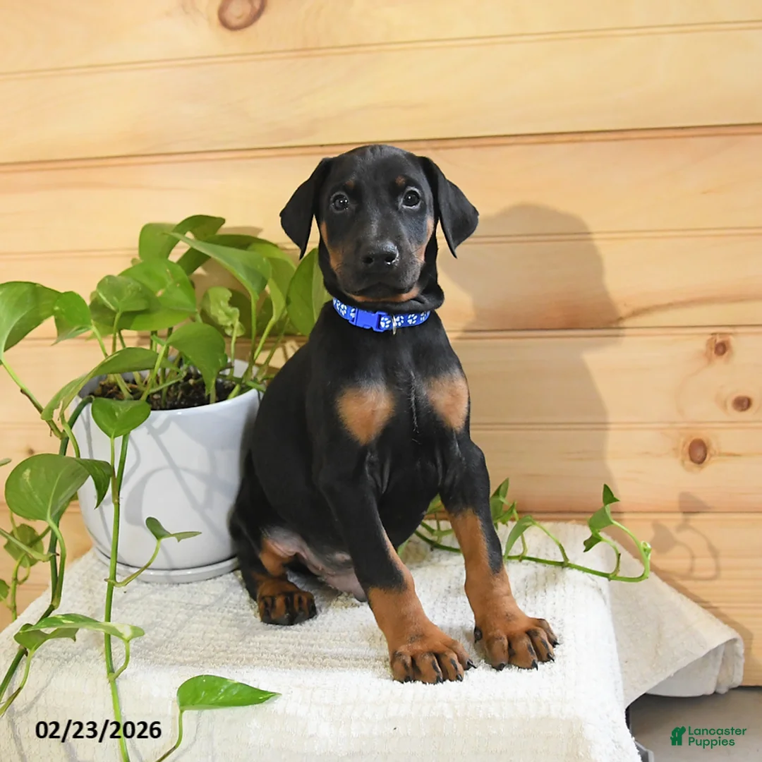 Doberman Pinscher dogs for sale: Apollo - Ad 3