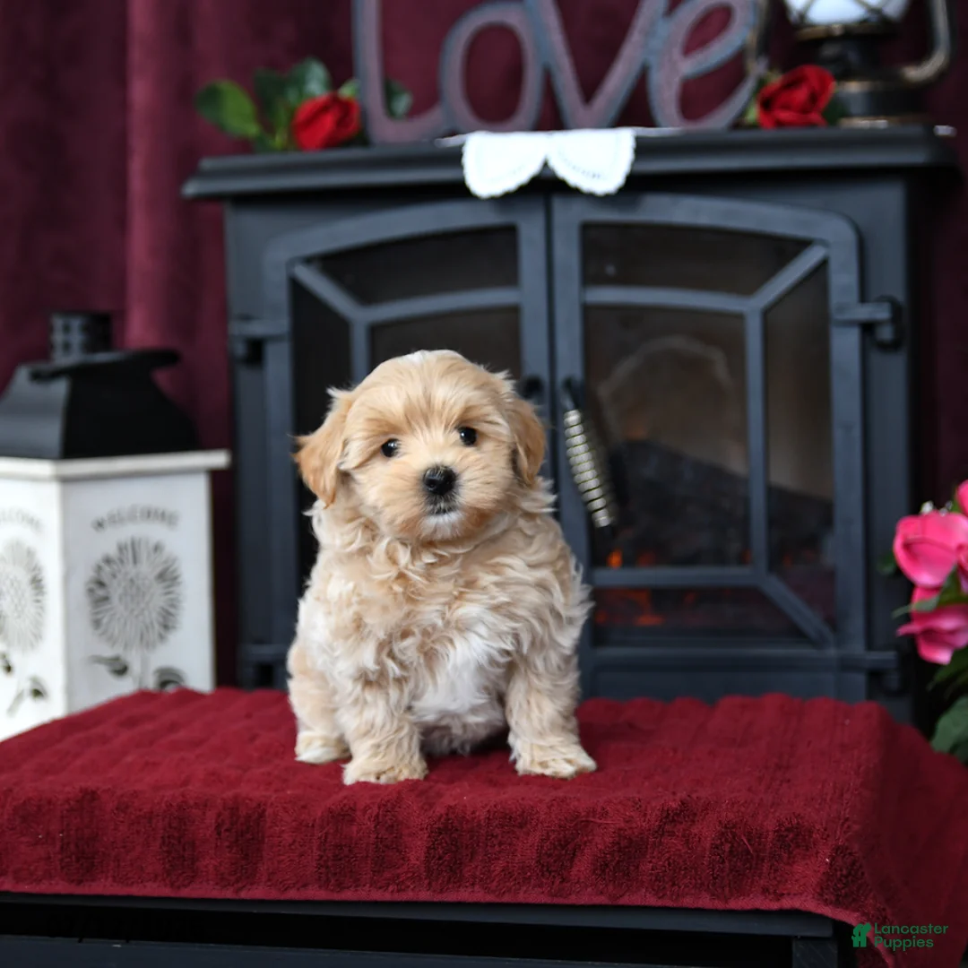 Maltipoo dogs for sale: Troy - Ad 3