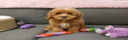Cavapoo dogs for sale: Cici - Ad 4