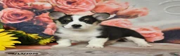 Welsh Corgi Pembroke dogs for sale: Lilac - Ad 3