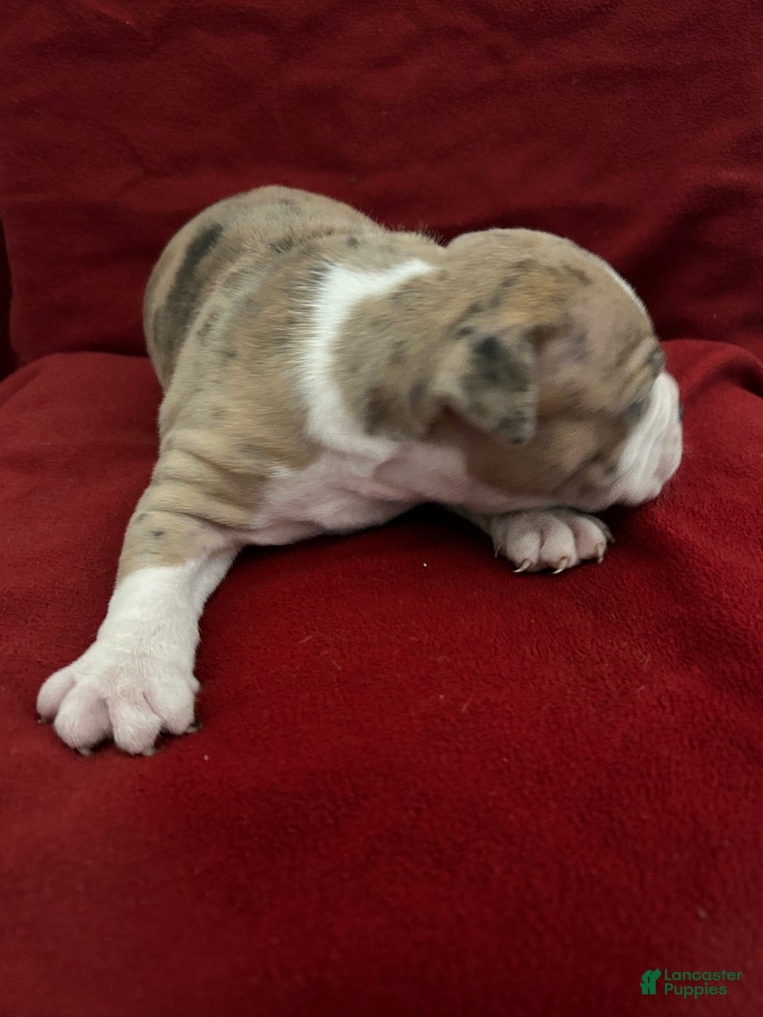 American Bully dogs for sale: American Bully Puppy 1 - Ad 8
