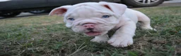 English Bulldog dogs for sale: Ghost - Ad 4