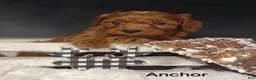 Cavapoo dogs for sale: Cavapoo F1b 2 Anchor  - Ad 8