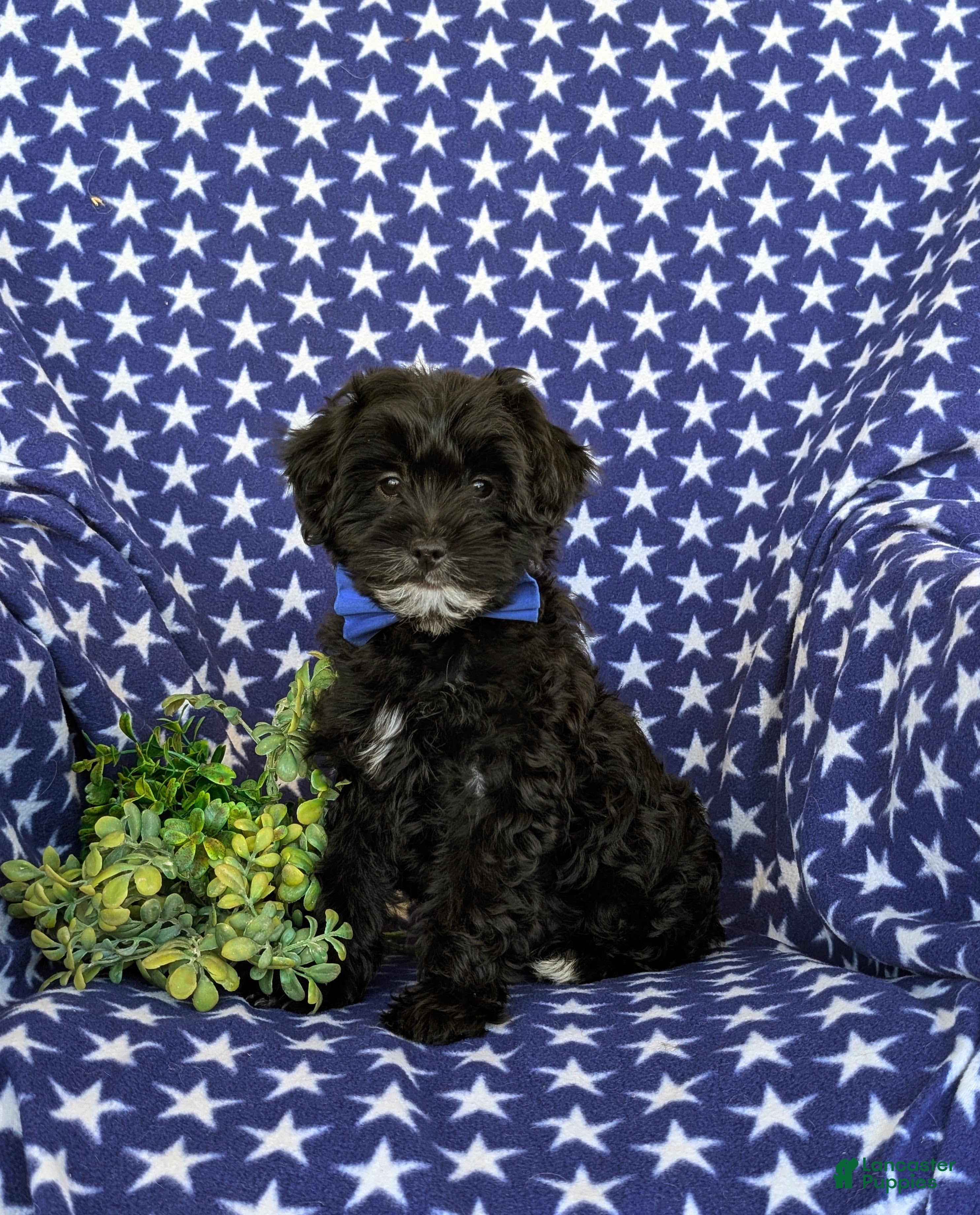 Yorkiepoo dogs for sale: Colbert 6 lbs Full Grown - Ad 1