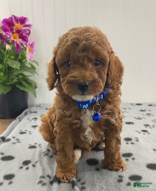 Toy Poodle dogs River - Ad 1