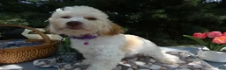 Teddy Bear dogs for sale: Teddy Bear 7 Tess - Ad 3