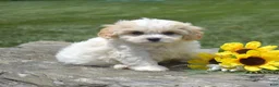 Cavachon dogs for sale: Micah (Tiny) - Ad 6