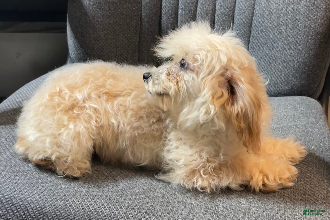 Toy Poodle dogs for sale: Leola - Ad 2