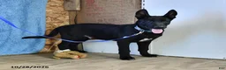Belgian Malinois dogs for sale: Mooney - Ad 4