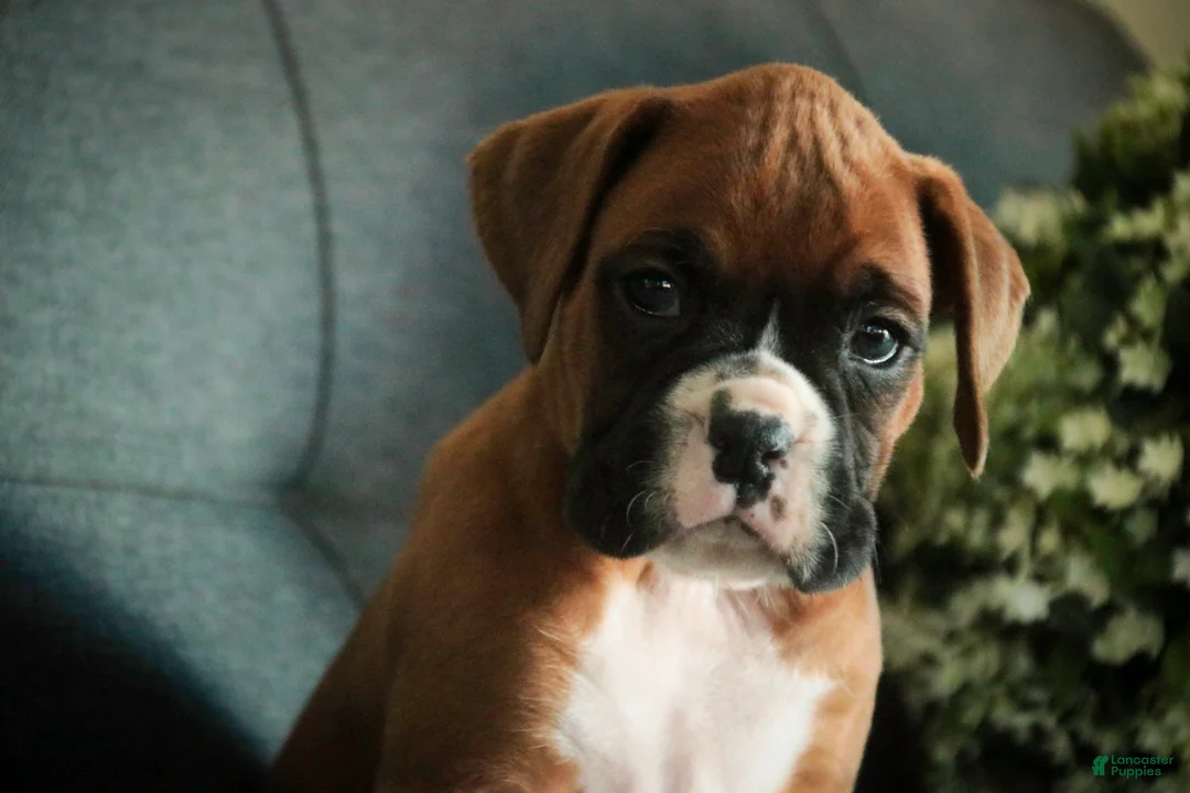 Boxer dogs for sale: Carrie - Ad 2