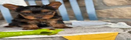 Yorkshire Terrier dogs for sale: Skylar - Ad 7
