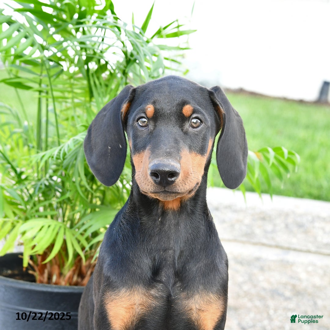 Doberman Pinscher dogs for sale: Flora   - Ad 10