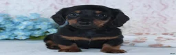Miniature Dachshund dogs for sale: Hunter - Ad 4