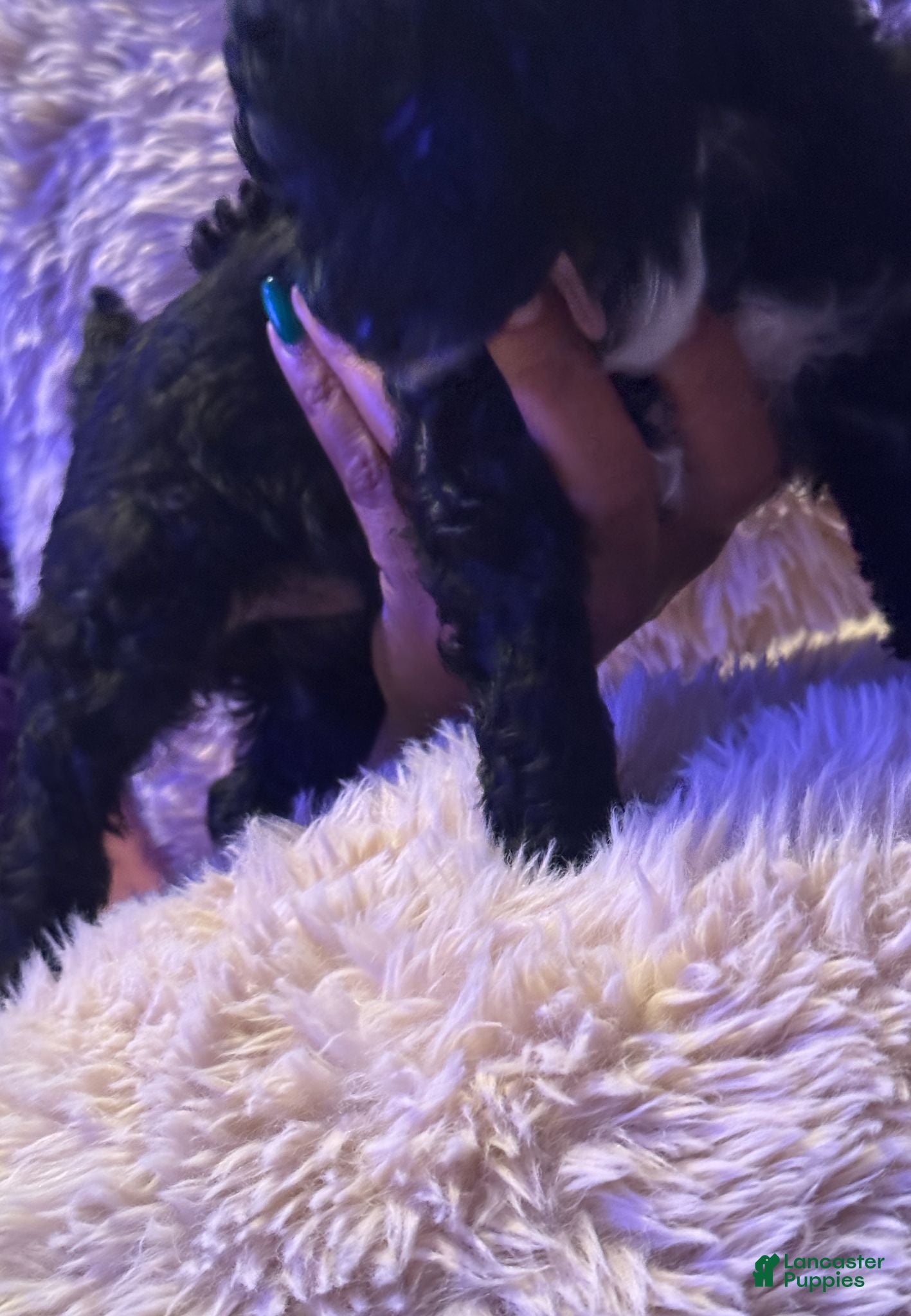 Toy Poodle dogs Black Panther - Ad 2