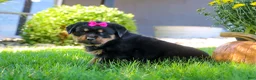 Rottweiler dogs for sale: Sophie - Ad 5