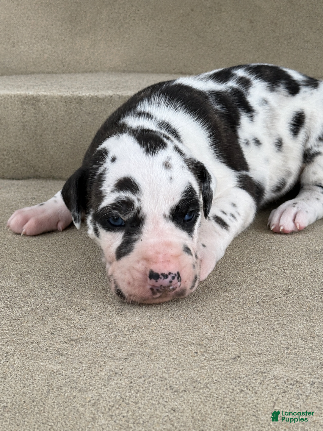 Great Dane dogs Harley  - Ad 1