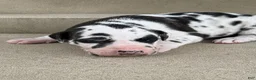 Great Dane dogs for sale: Harley  - Ad 1