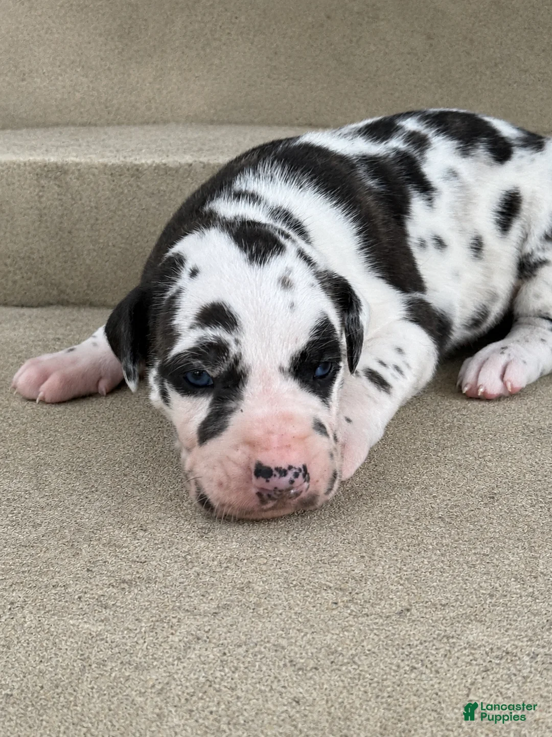 Great Dane dogs for sale: Harley  - Ad 1