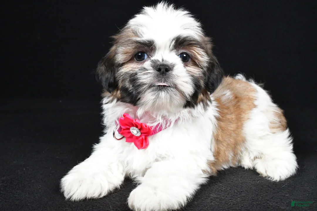 Shih Tzu dogs for sale: Indie - Ad 2