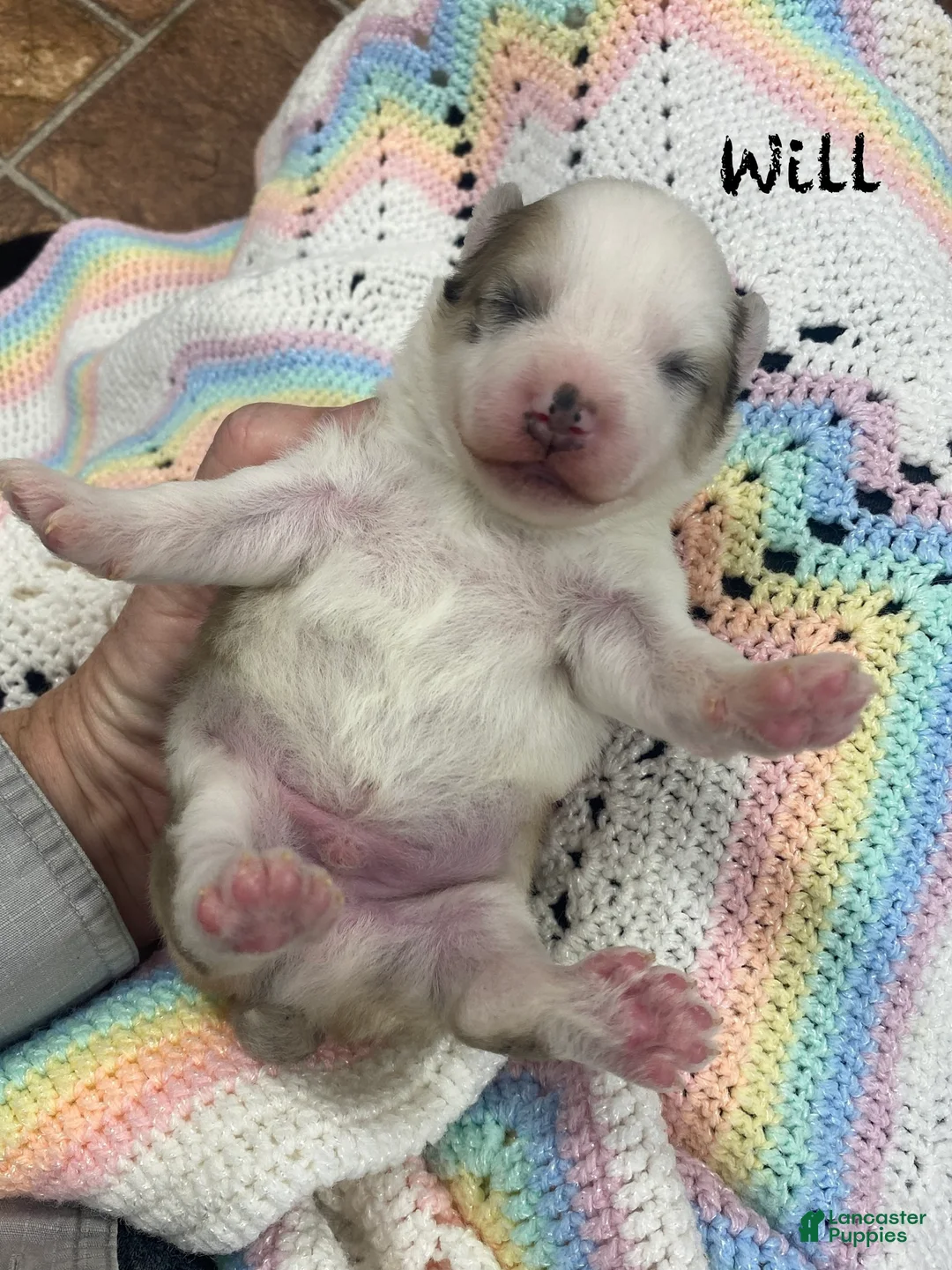 Pomsky dogs for sale: Will - Ad 1