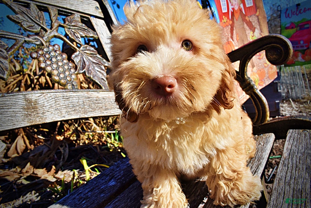 Havapoo dogs for sale: Ringo - Ad 7