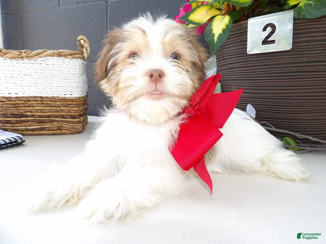 Gallery Image {{count}}