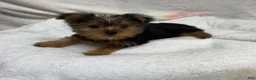 Yorkshire Terrier dogs for sale: Yorkshire Terrier 1 - Ad 4