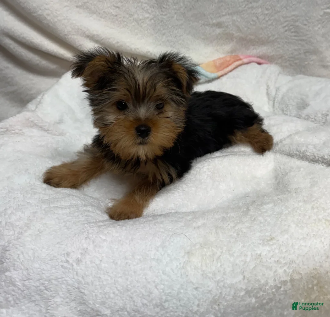 Yorkshire Terrier dogs for sale: Yorkshire Terrier 1 - Ad 4