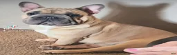 French Bulldog dogs for sale: Monica - Ad 3