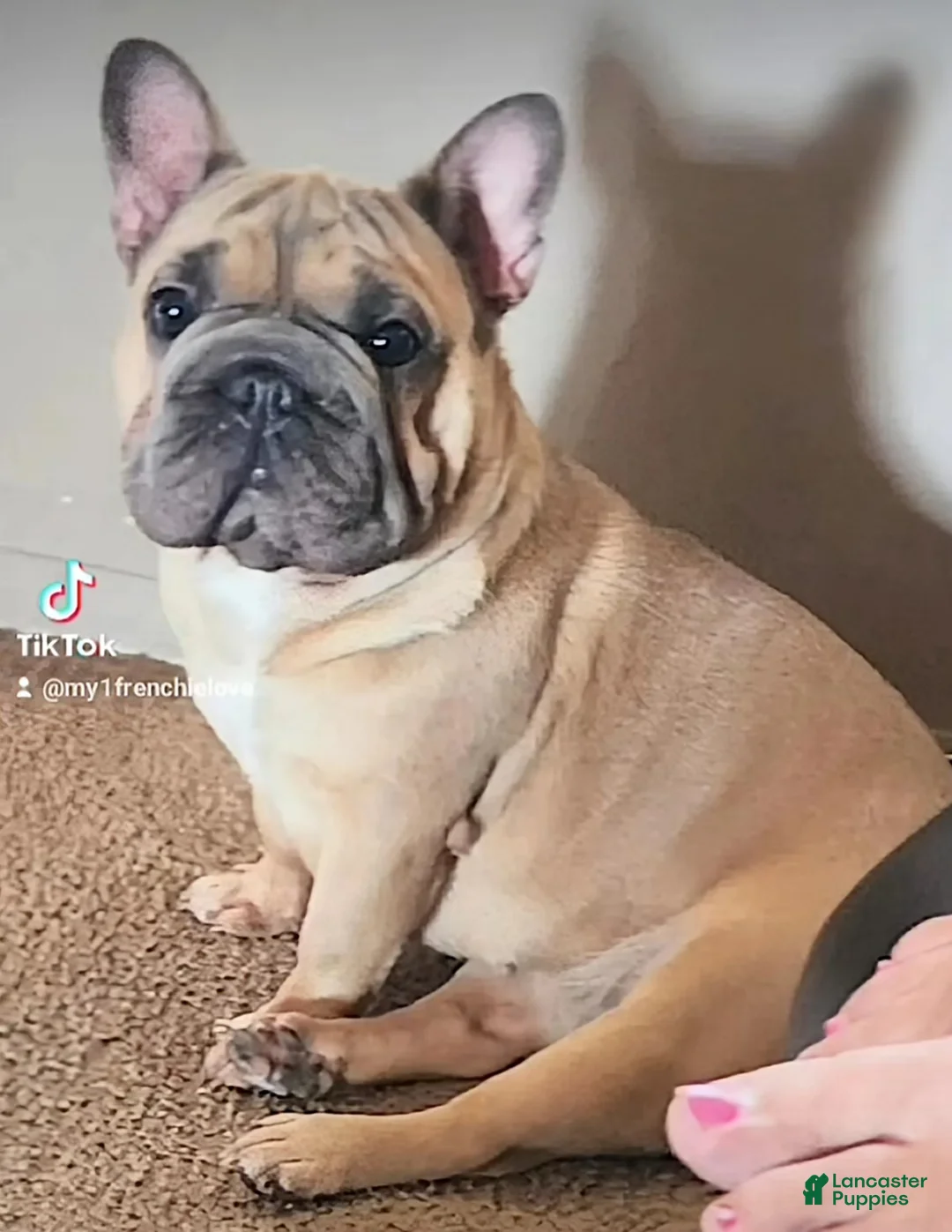 French Bulldog dogs for sale: Monica - Ad 3