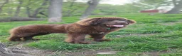 Newfoundland dogs for sale: AKC Izzy - Ad 9