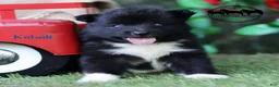 Nenets Herding Laika dogs for sale: Nenets Herding Laika 1 - Ad 3