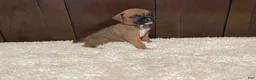 Boxer dogs for sale: Molly - Ad 11